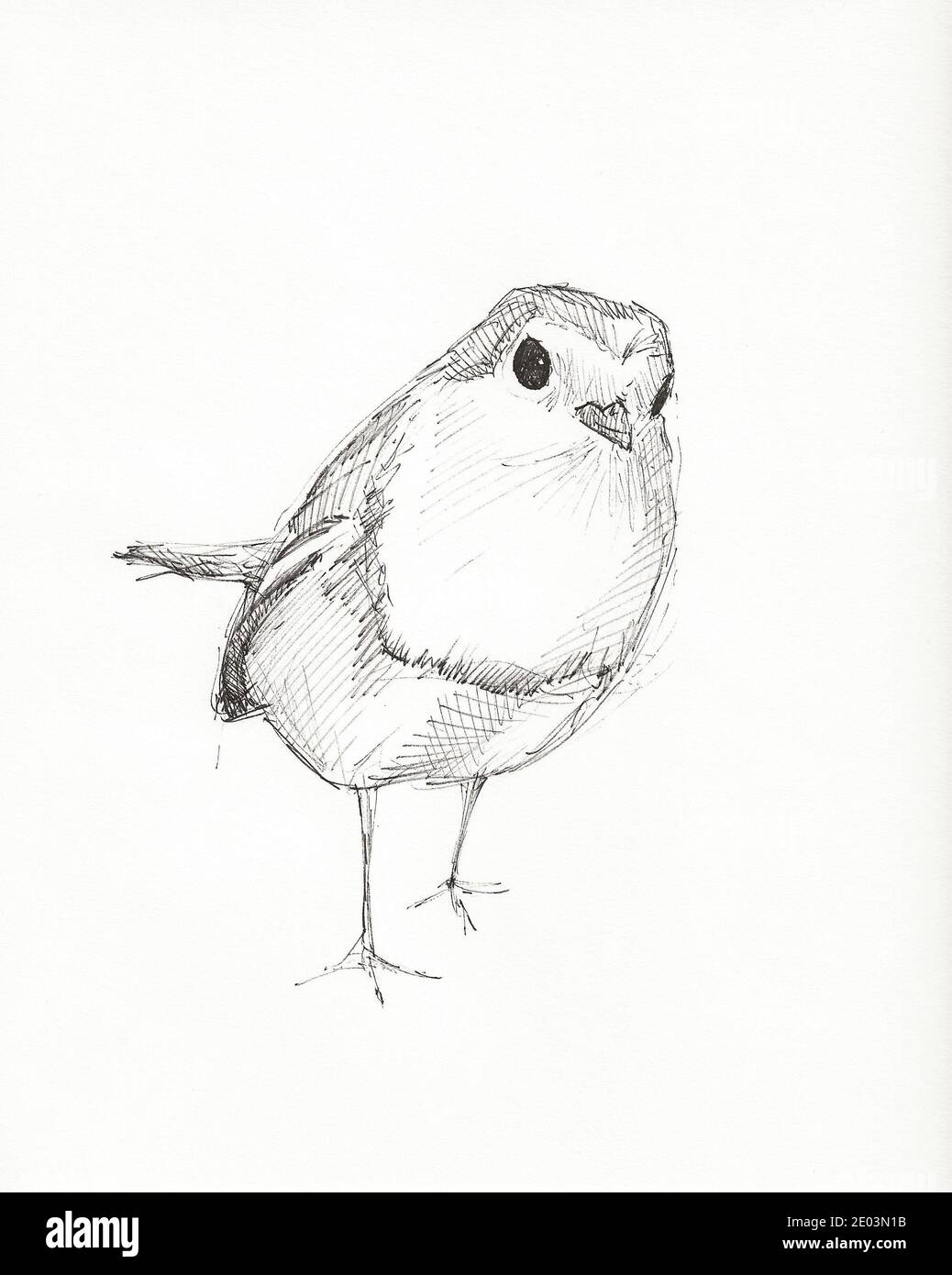 Un disegno a matita in bianco e nero di un robin su white paper Foto Stock Un disegno a matita in bianco e nero di un robin su white paper Foto Stock