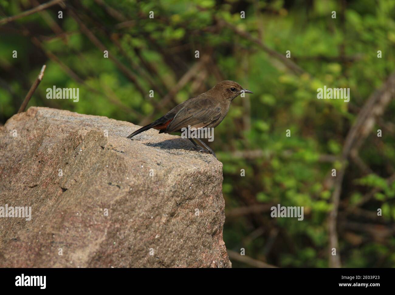 Pied Bush chiacchierare femmina - seduta su una roccia Foto Stock