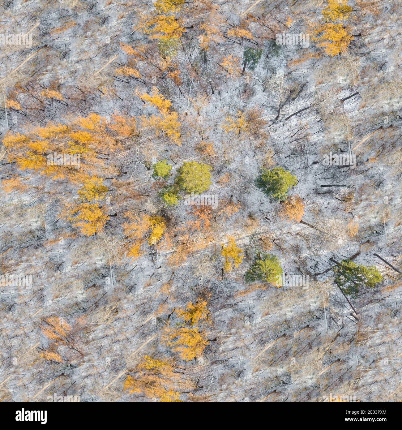 L'inverno, neve sui rami di un albero, modelli Foto Stock