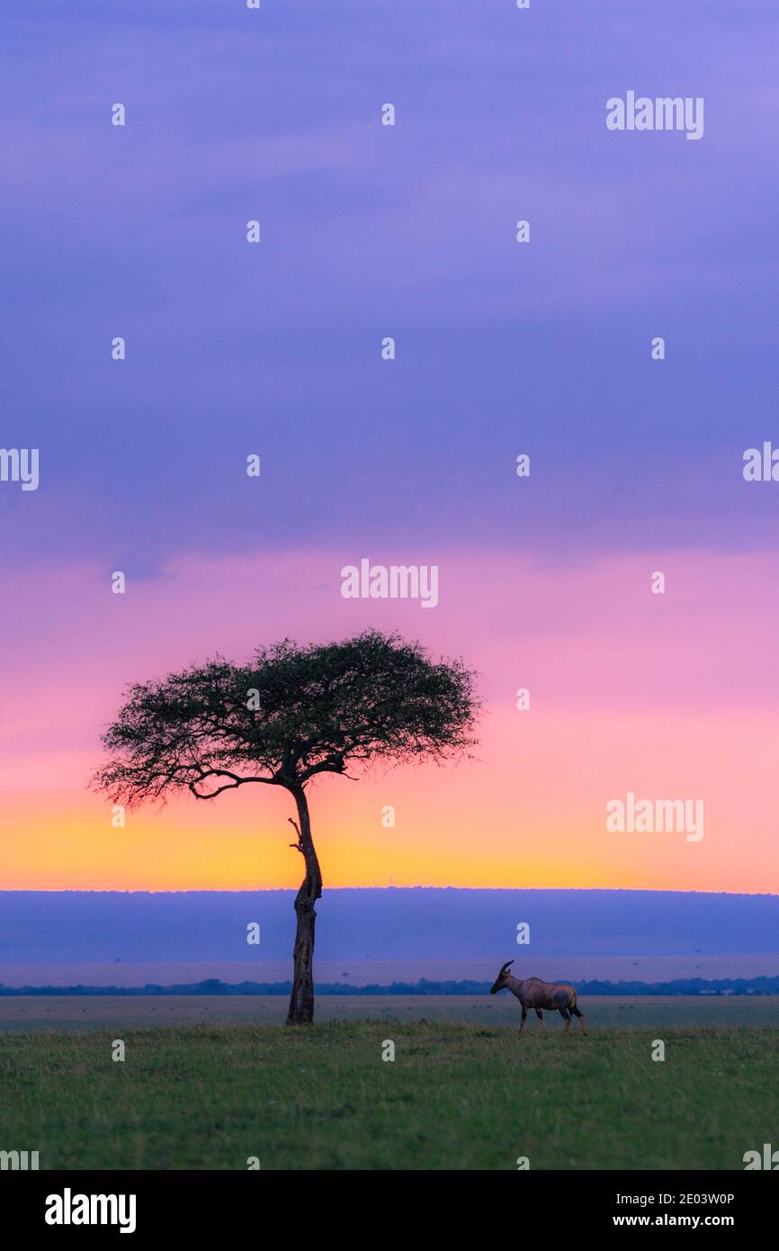 Animale con l'albero solitario durante un colorato tramonto il safari Foto  stock - Alamy