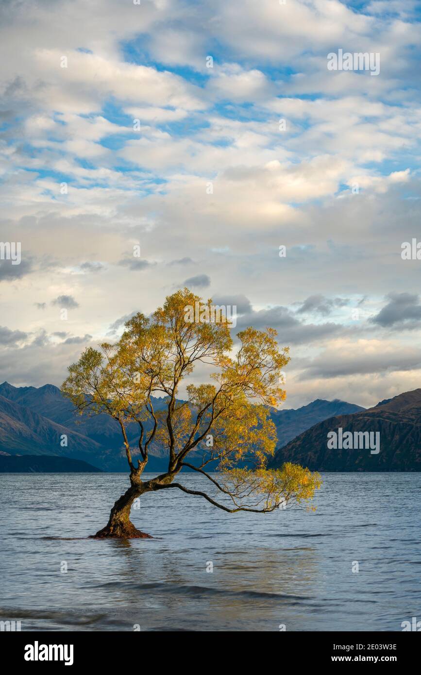 Lone tree in Roys Bay sul lago Wanaka contro il cielo nuvoloso, Wanaka, Queenstown-Lakes District, Otago Region, South Island, Nuova Zelanda Foto Stock