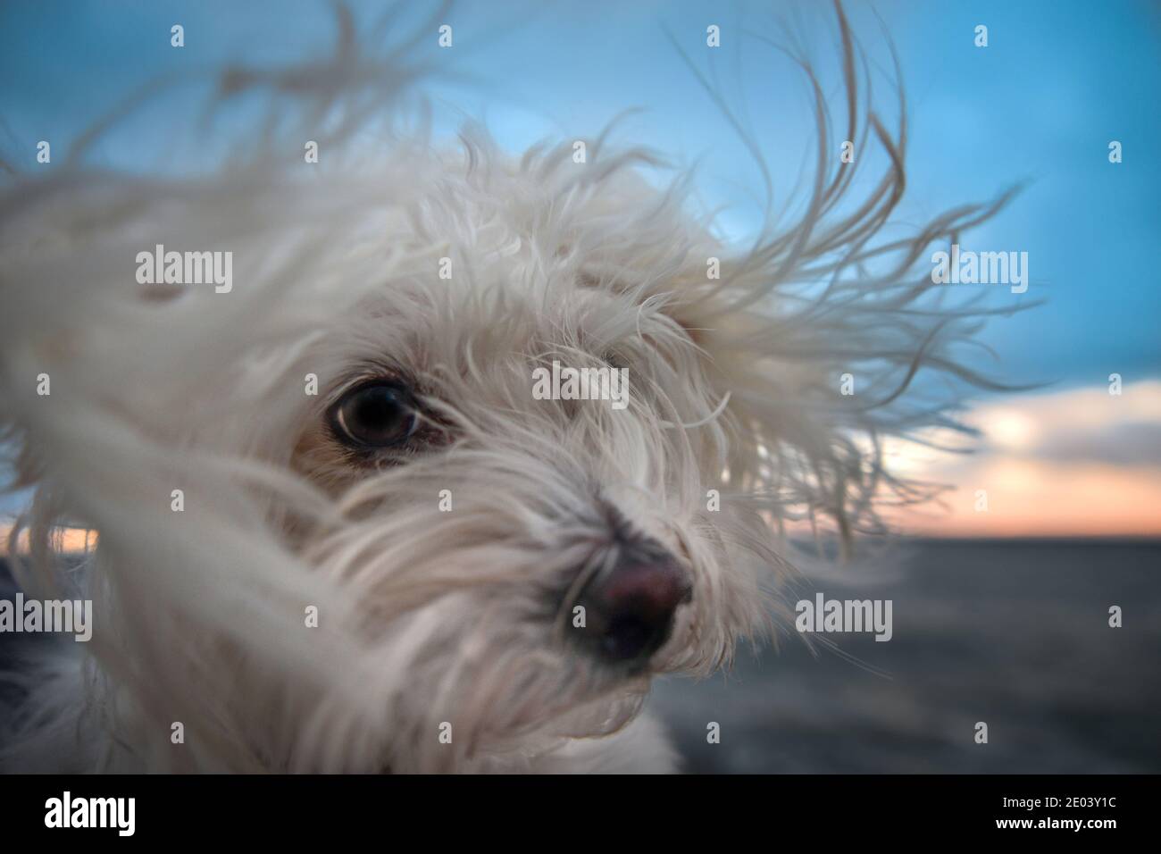 Cane maltese in spiaggia ventosa Foto Stock