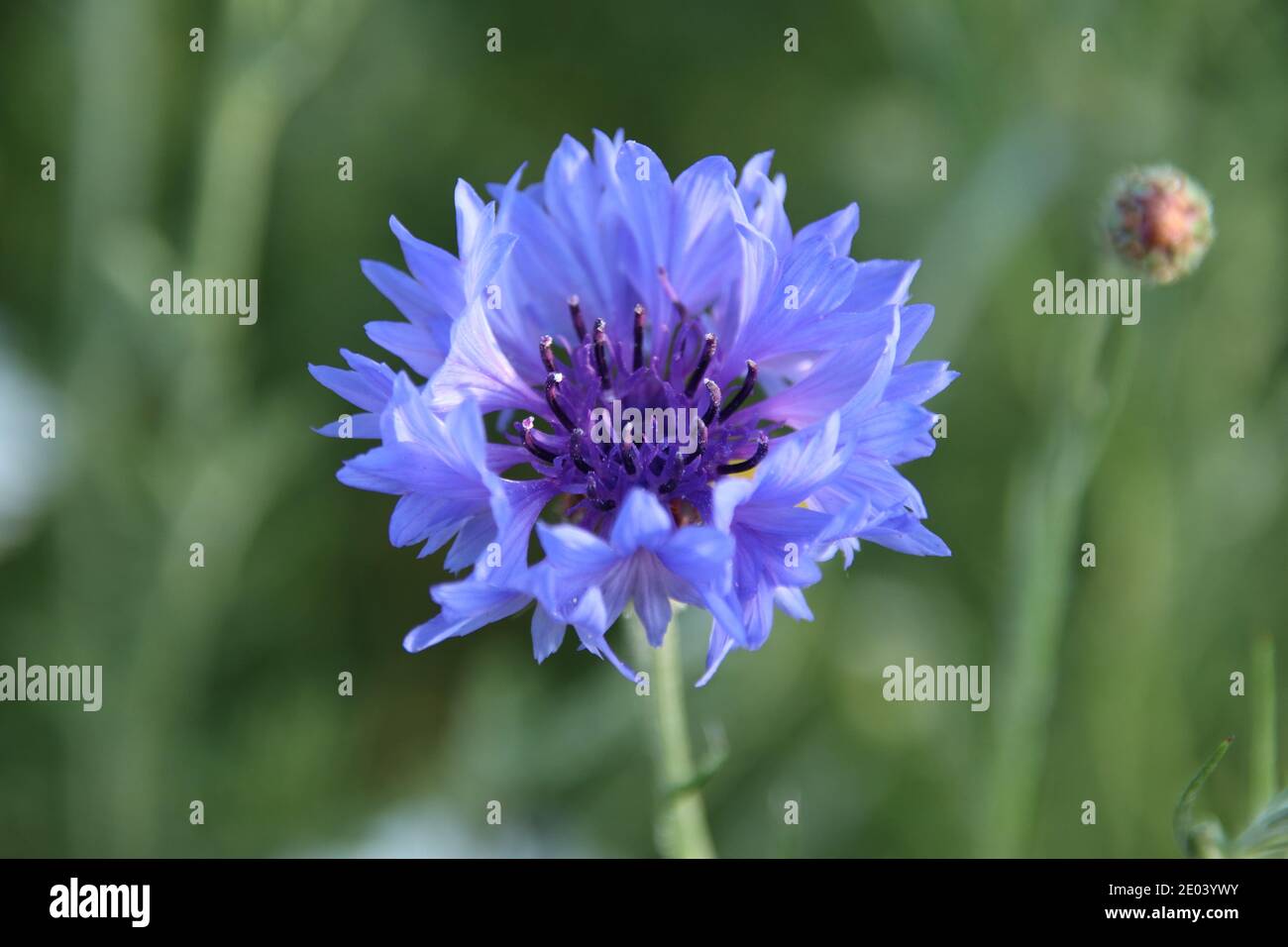 Fiordaliso Foto Stock