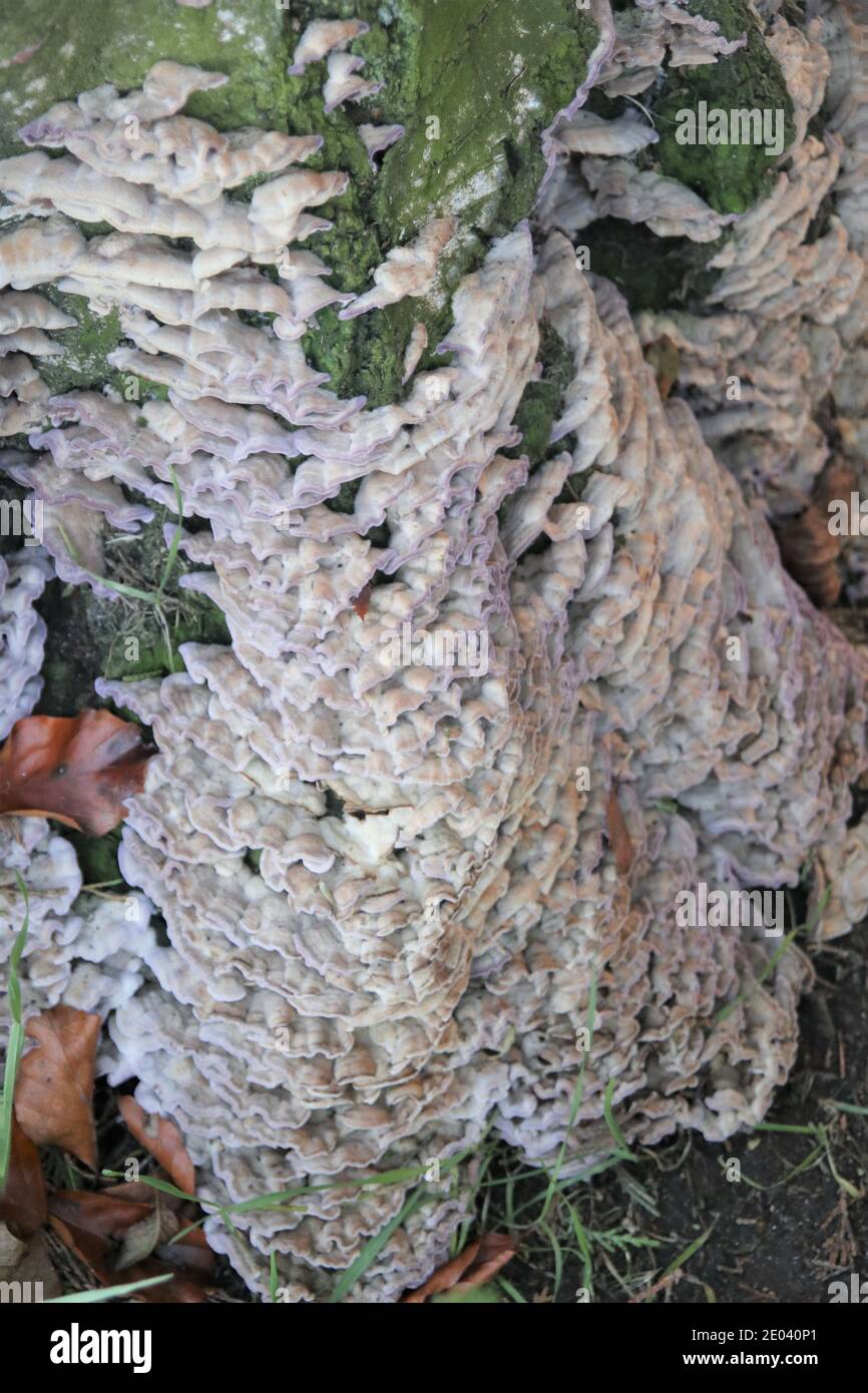 Silverleaf fungo, Chondrostereum purpureum Foto Stock