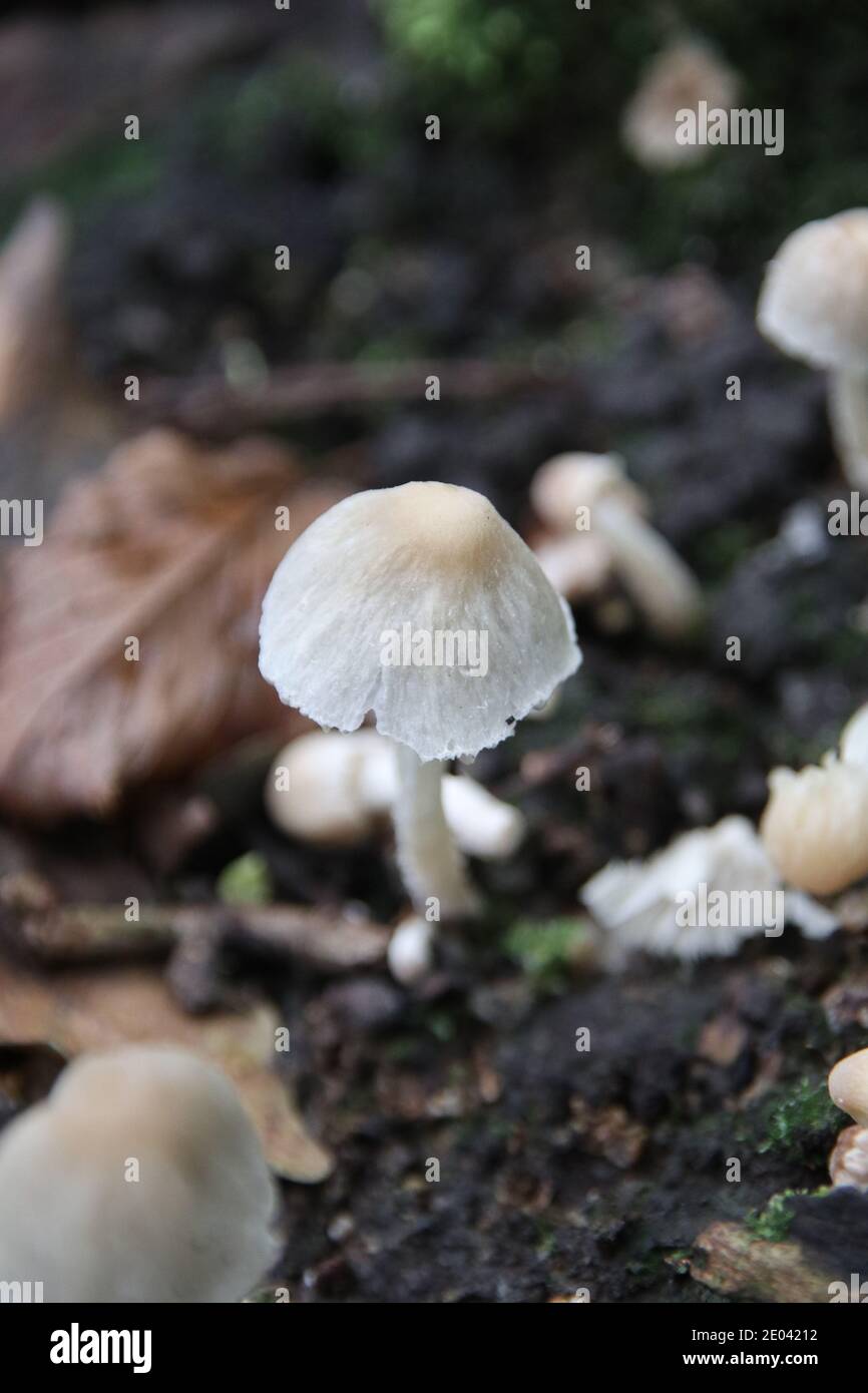Fungo del cofano di Angel, Micena arcangeliana Foto Stock