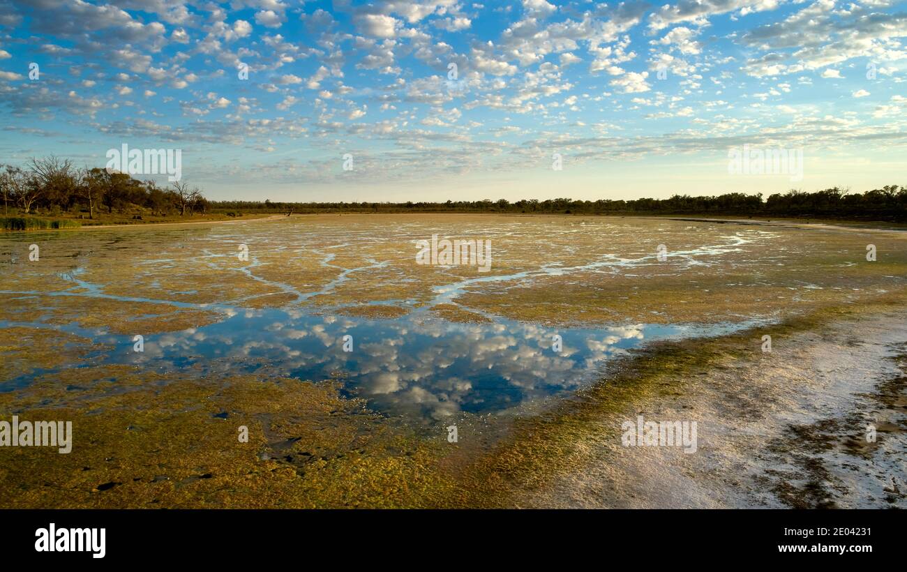 Alto angolo di un billabong poco profondo nella regione Sunraysia di Victoria, Australia. Quando l'acqua stagnante evapora, le alghe si impadiano sulla superficie dell'acqua Foto Stock