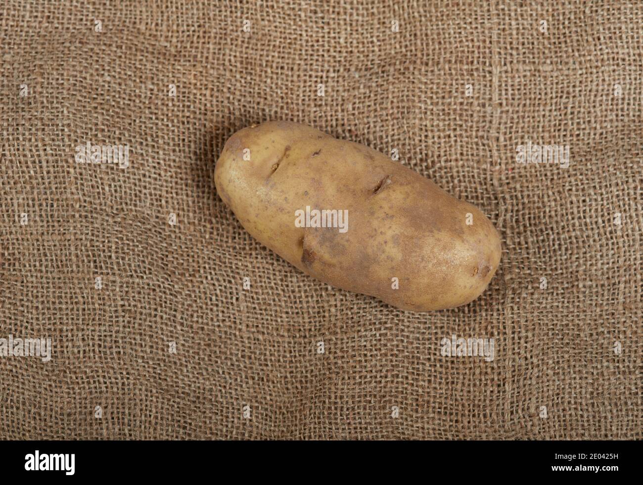 Idaho Russet Potato (tuberosum al solanum) Foto Stock
