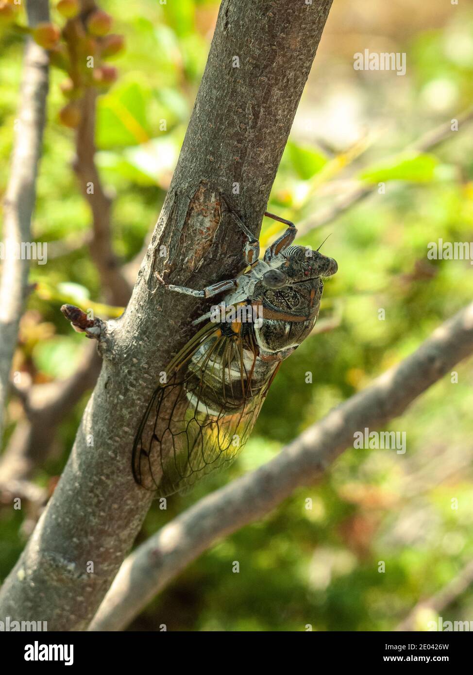 Nei caldi giorni estivi una cicada strana per attrarre le femmine. Abruzzo, Italia, Europa Foto Stock