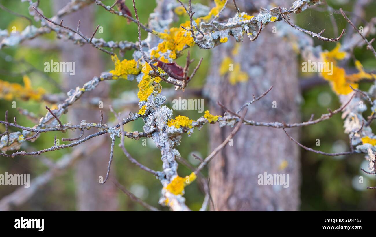 Xantoria parietina ( comune lichene arancione, scala gialla, lichene maritana e lichene di riva ) sull'albero. Foto Stock