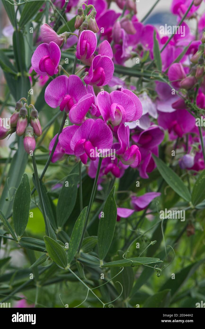 piselli dolci annuali, fioriti in giardino Foto Stock