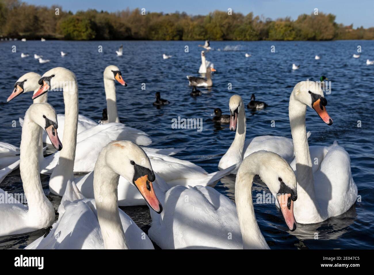 Swans al Watermead Country Park, uno dei migliori siti in Leicestershire per il bird watching e lo studio della natura, Inghilterra Foto Stock