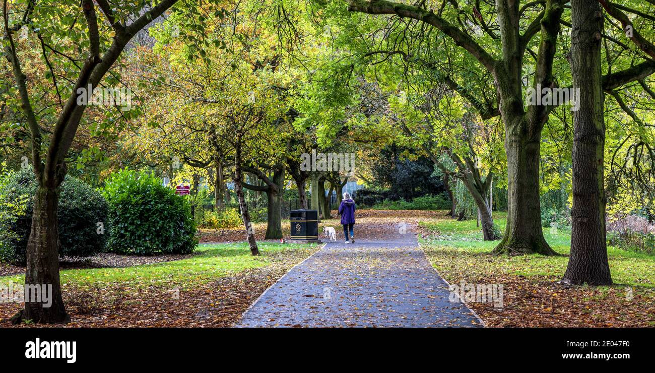 Una donna che cammina il suo cane e un percorso alberato in autunno a Abbey Park, Leicester, Inghilterra Foto Stock
