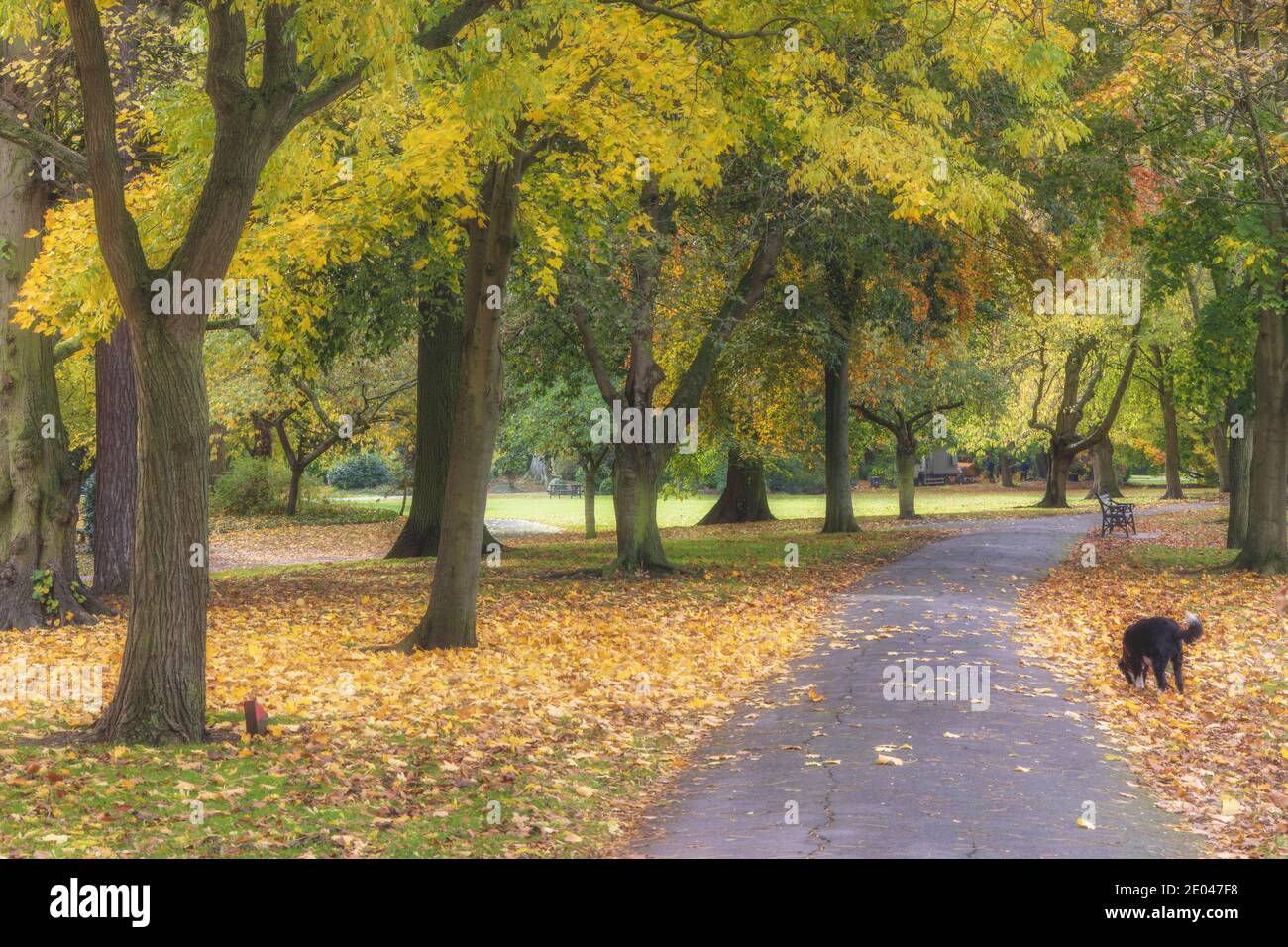 Percorso alberato in autunno a Abbey Park, Leicester, Inghilterra Foto Stock