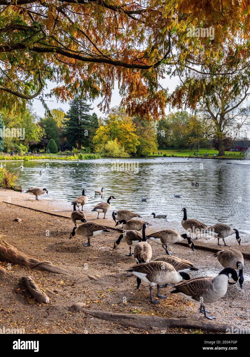 Canada Geese accanto al lago di nautica presso Abbey Park, Leicester, Inghilterra, Regno Unito Foto Stock