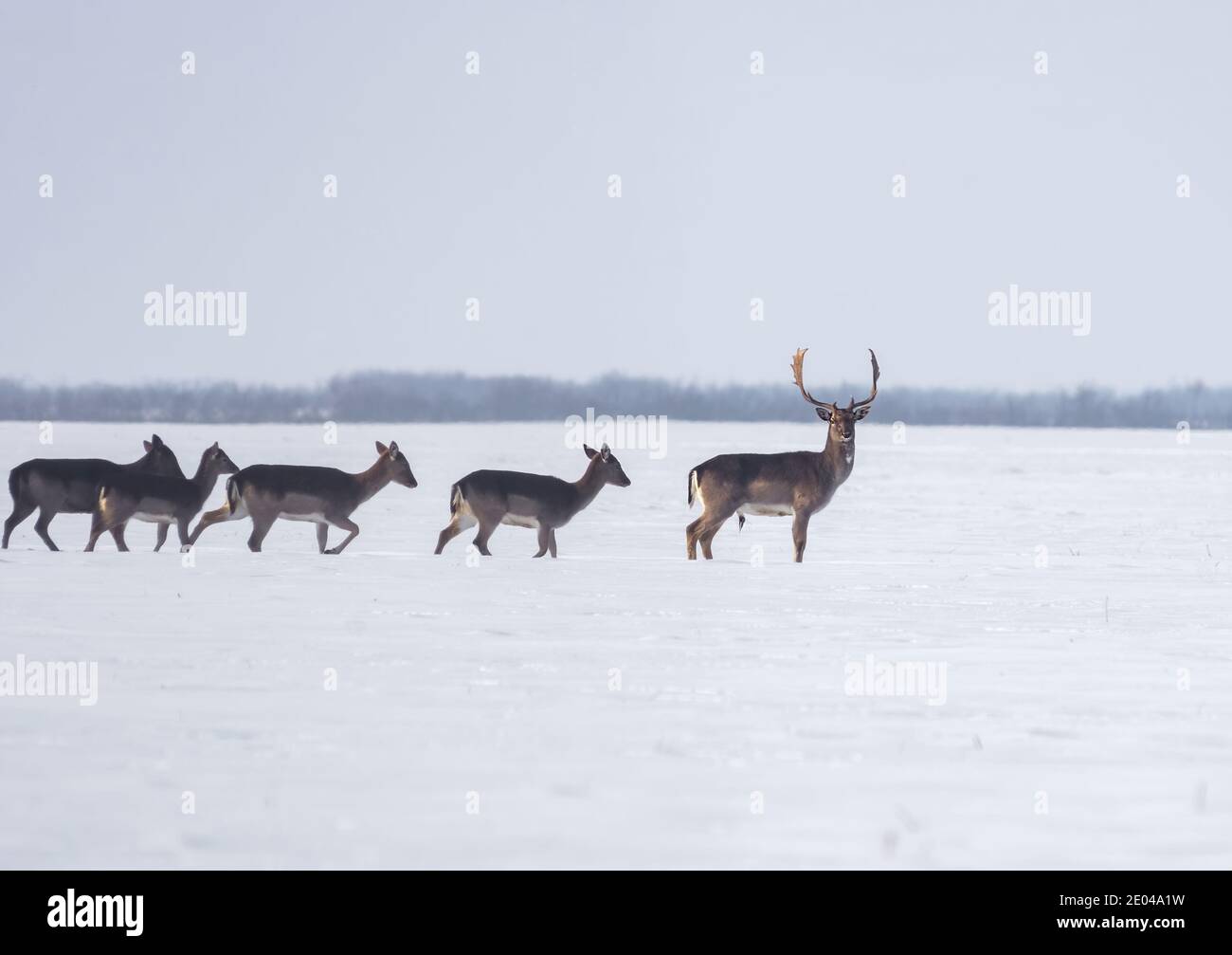 Gruppo di cervi selvatici (dama dama) nel paesaggio invernale, sul campo al di fuori della foresta Foto Stock
