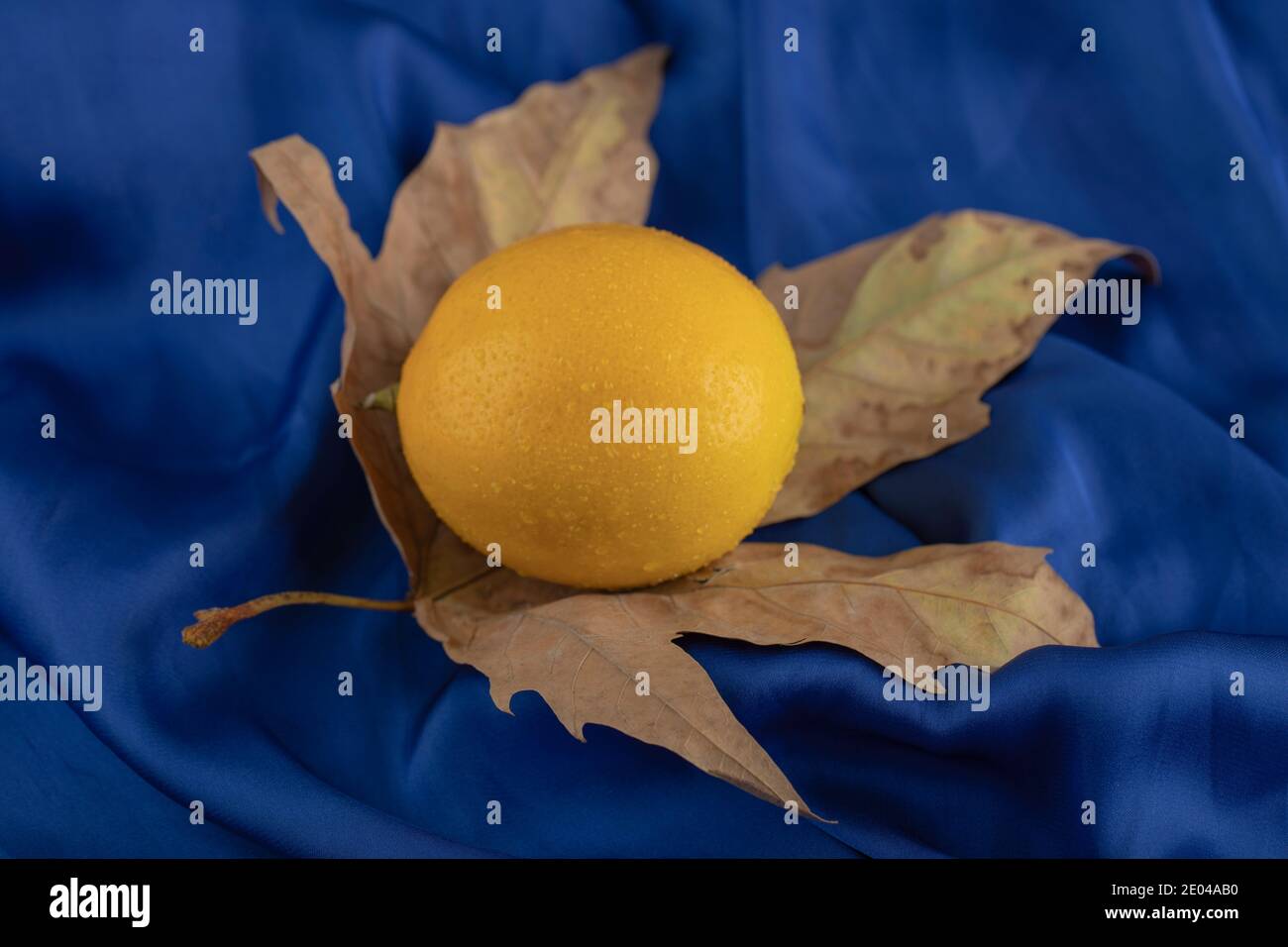 Un limone giallo maturo su una foglia secca Foto Stock