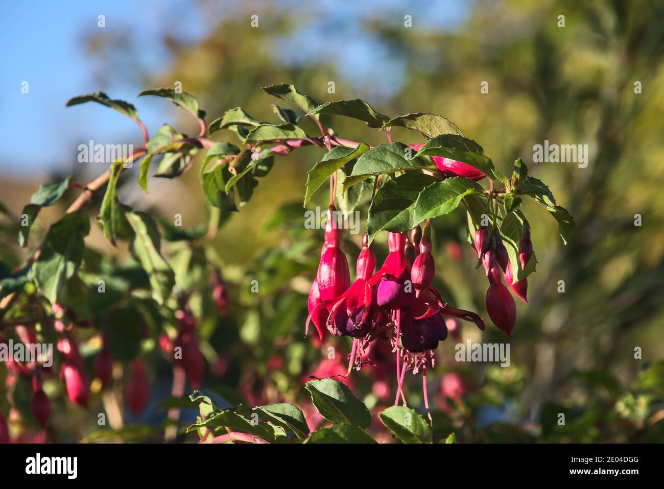 Bella rosa Fuchsia magellanica Riccartonii fiori autunnali a forma di campana su sfondo verde sfocato. Spazio di copia. Fiori selvatici. Dublino, Irlanda Foto Stock