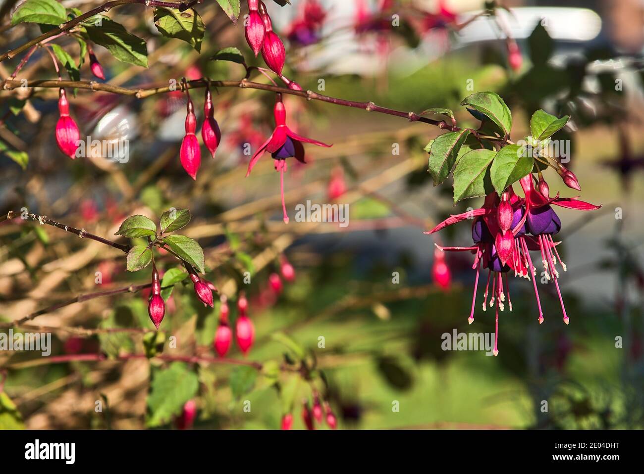 Bella rosa Fuchsia magellanica Riccartonii fiori autunnali a forma di campana su sfondo verde sfocato. Spazio di copia. Fiori selvatici. Dublino, Irlanda Foto Stock