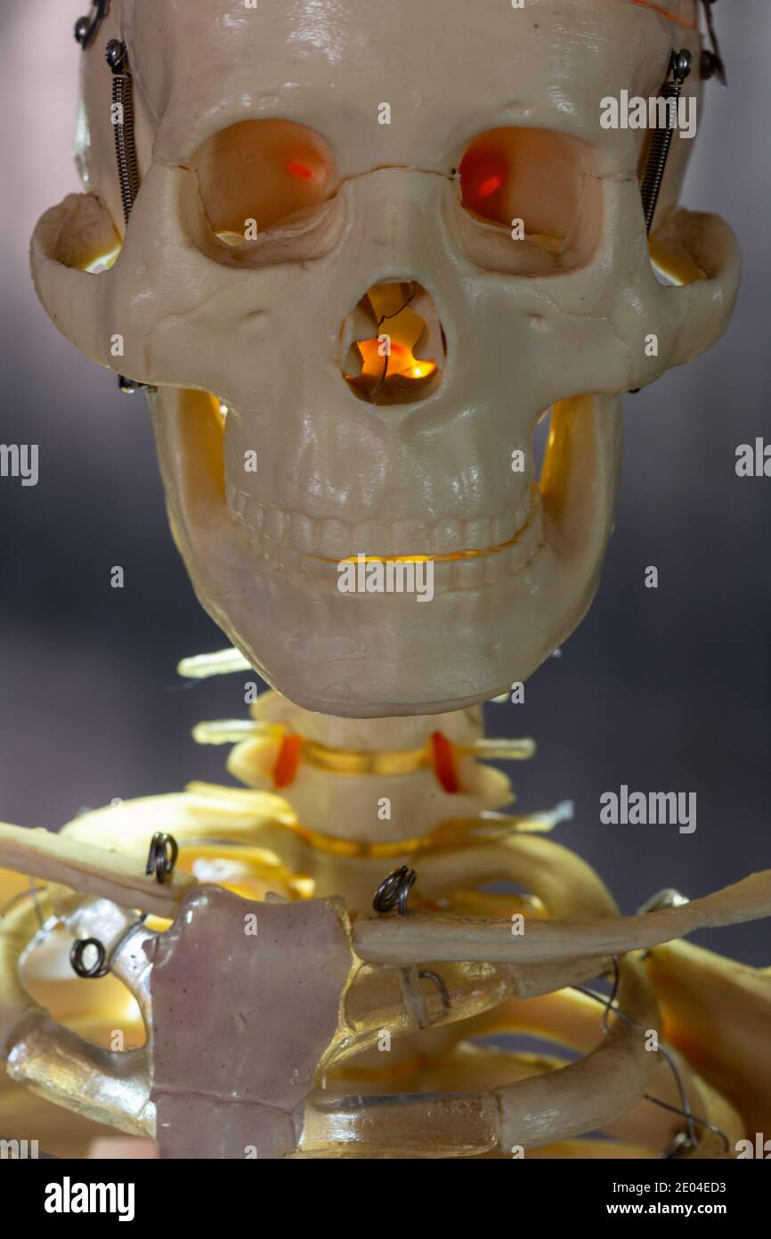 Primo piano di un cranio scheletrico Foto Stock