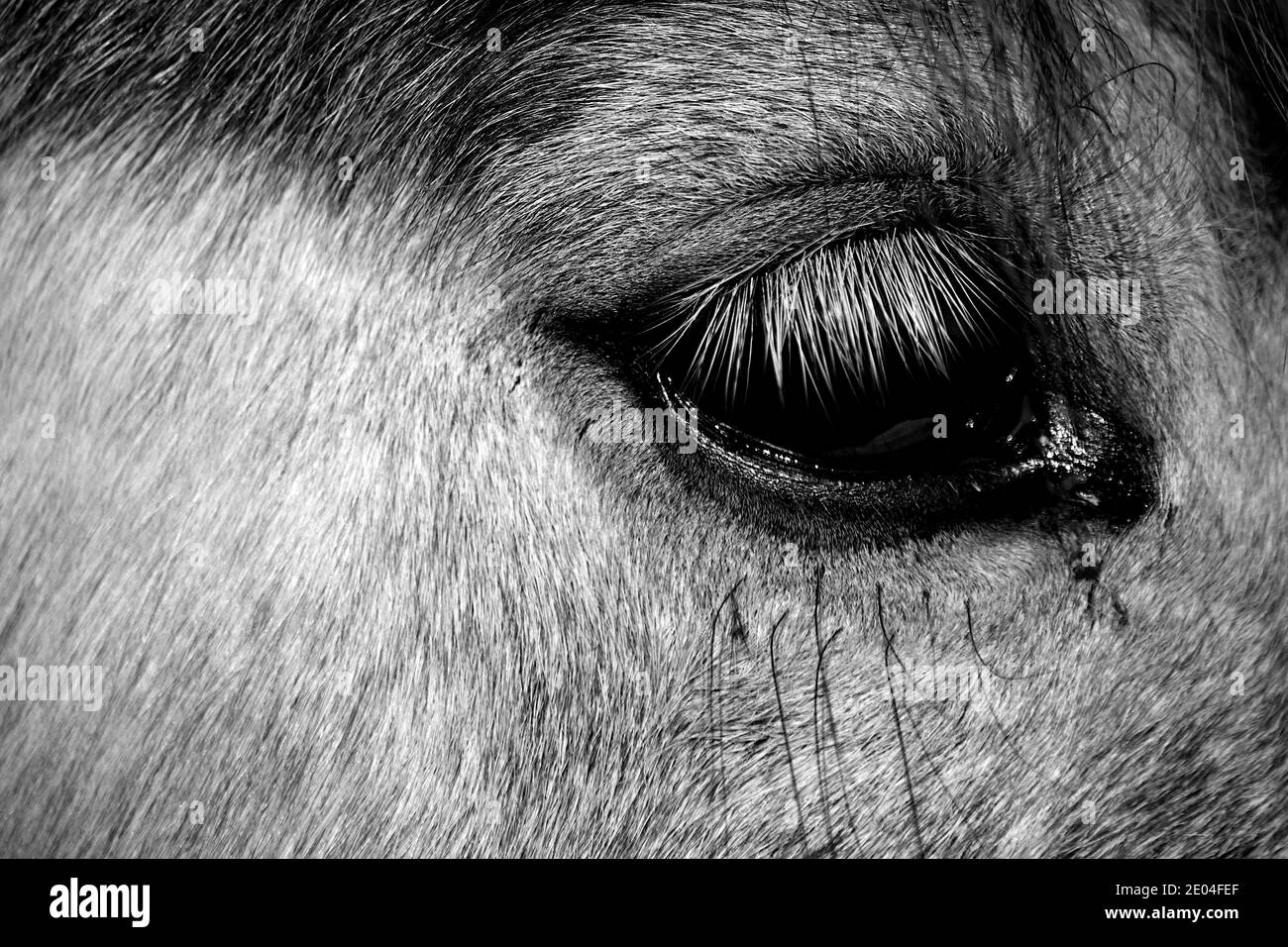 Primo piano dell'occhio di cavallo in bianco e nero. Foto Stock