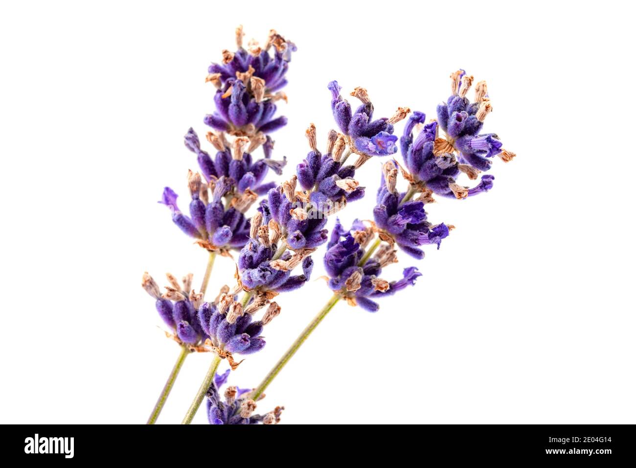 Medicina di erbe o botanica e tema di concetto di fiore estivo con primo piano su fiori di lavanda fresca in fiore isolato su sfondo bianco Foto Stock