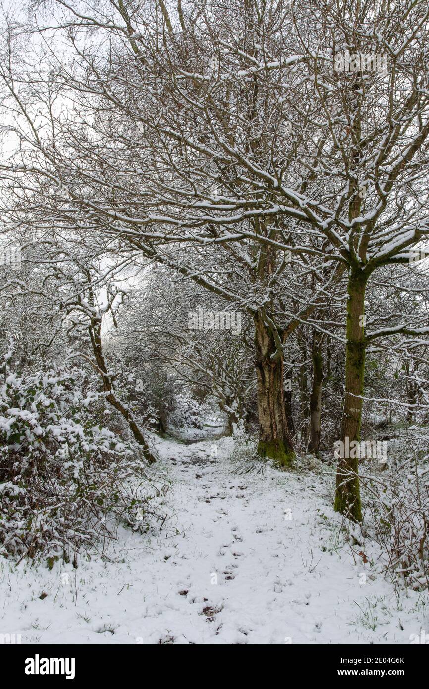Percorso e alberi nella neve, Cheshire, Regno Unito Foto Stock