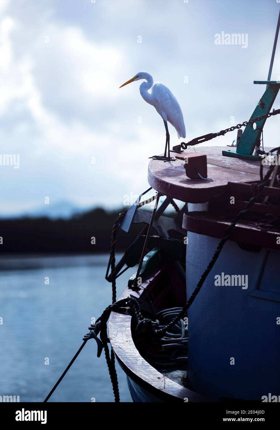 Grande egret in piedi sulla prua di una barca. Foto Stock