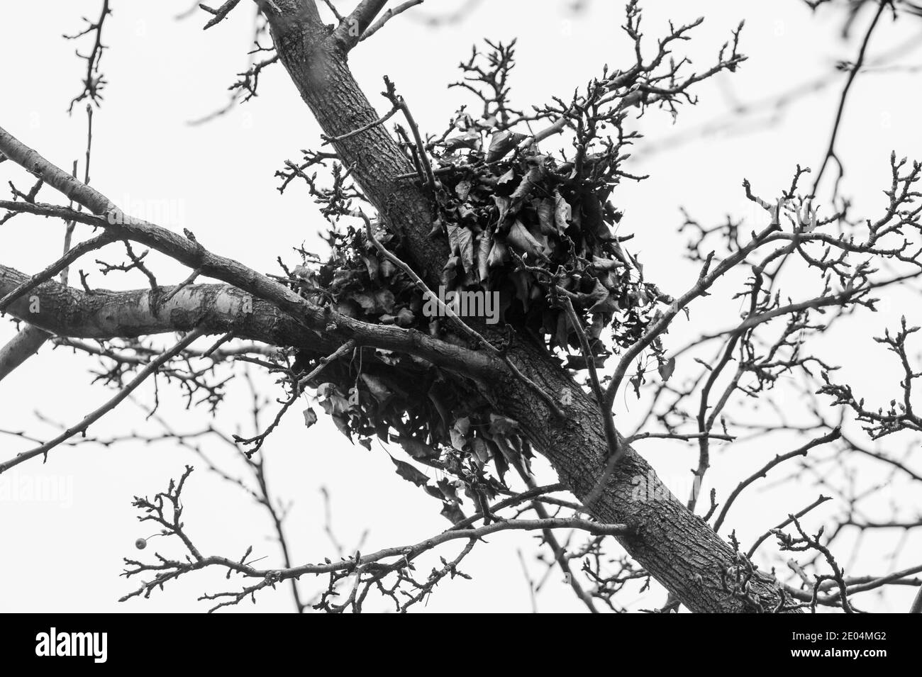 Nido d'uccello nell'albero di Chicago dal basso Foto Stock