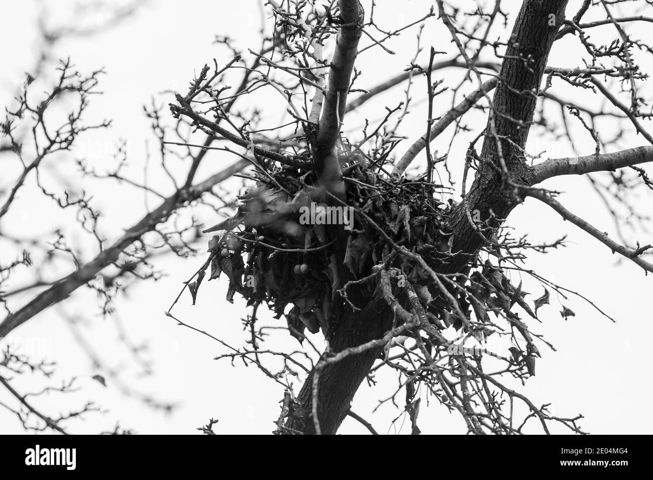 Nido d'uccello nell'albero di Chicago dal basso Foto Stock
