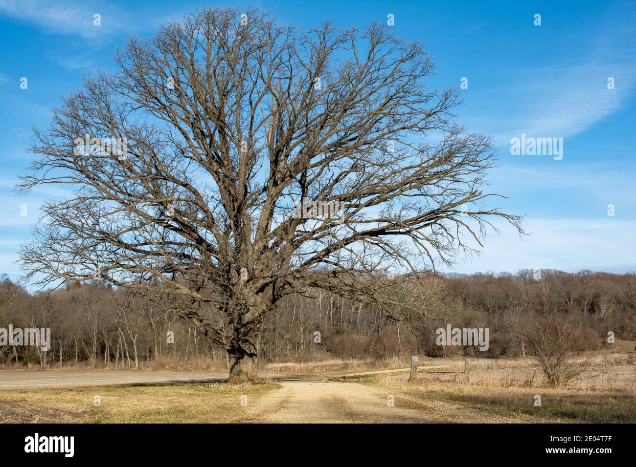 Solitario albero lungo la strada sterrata in un freddo pomeriggio invernale. Magnolia, Illinois. Foto Stock