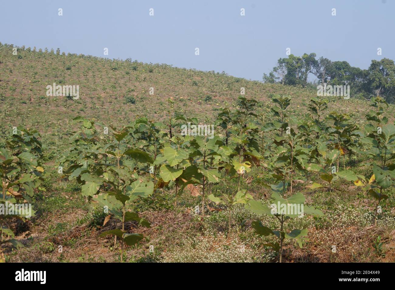 Piantagione di teak sulla collina. È una proprietà del dipartimento forestale del kerala. Foto Stock