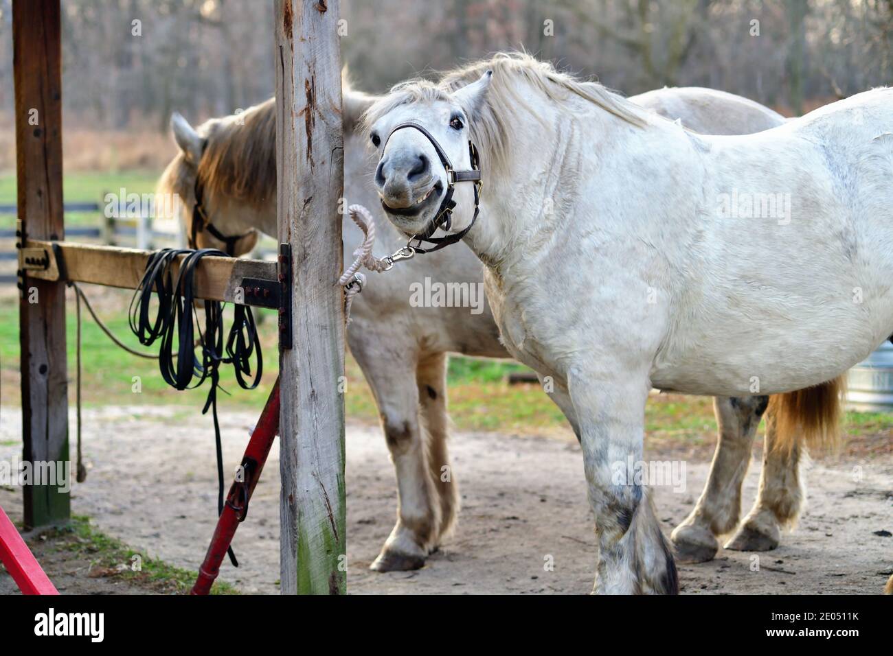 West Chicago, Illinois, Stati Uniti. Dopo aver lavorato nei campi di una fattoria, in attesa di essere nutrito, un cavallo da traino reagisce con ciò che sembra essere un sorriso. Foto Stock