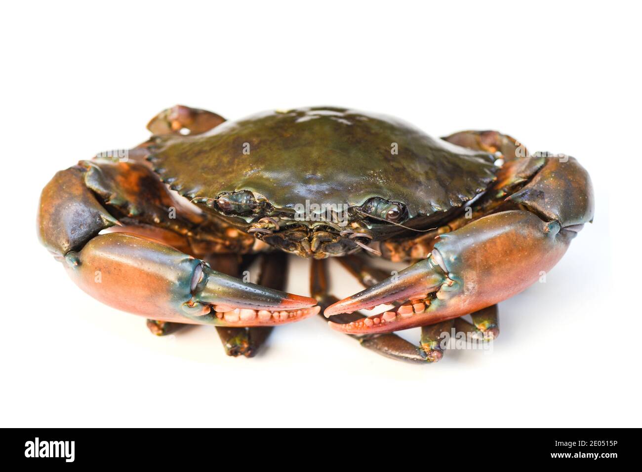 Granchio isolato su sfondo bianco, pesce fresco serpente granchio di fango Foto Stock