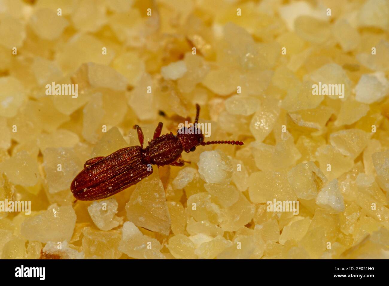 Un'immagine macro ravvicinata di un coleottero di grano a denti di sega ( Oryzaefilus surinamensis ) che cammina su un mucchio di semola di grano. L'insetto è un pericoloso agrico Foto Stock