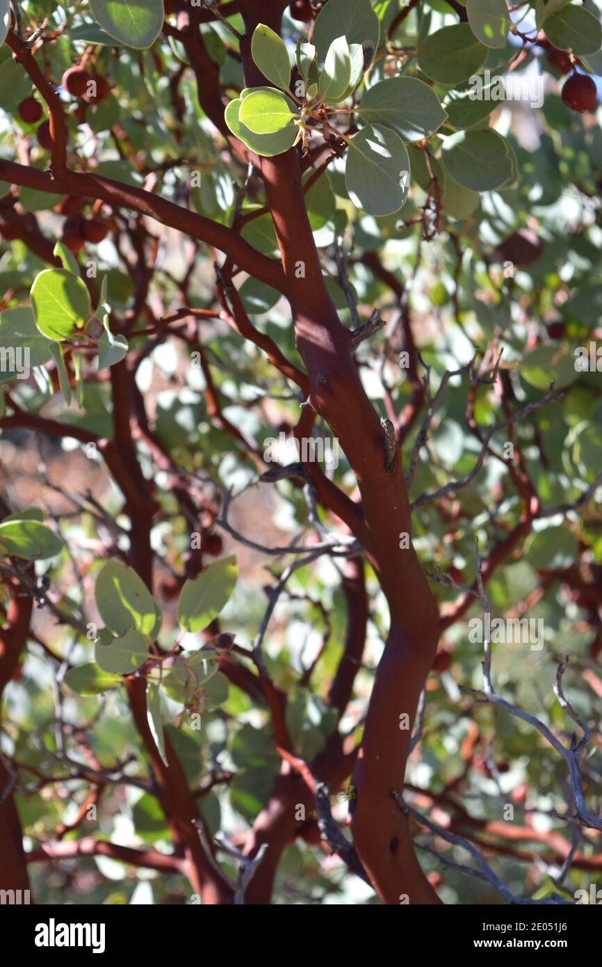 Manzanita (arctostaphylos sp.) mostra foglie e corteccia. Foto Stock