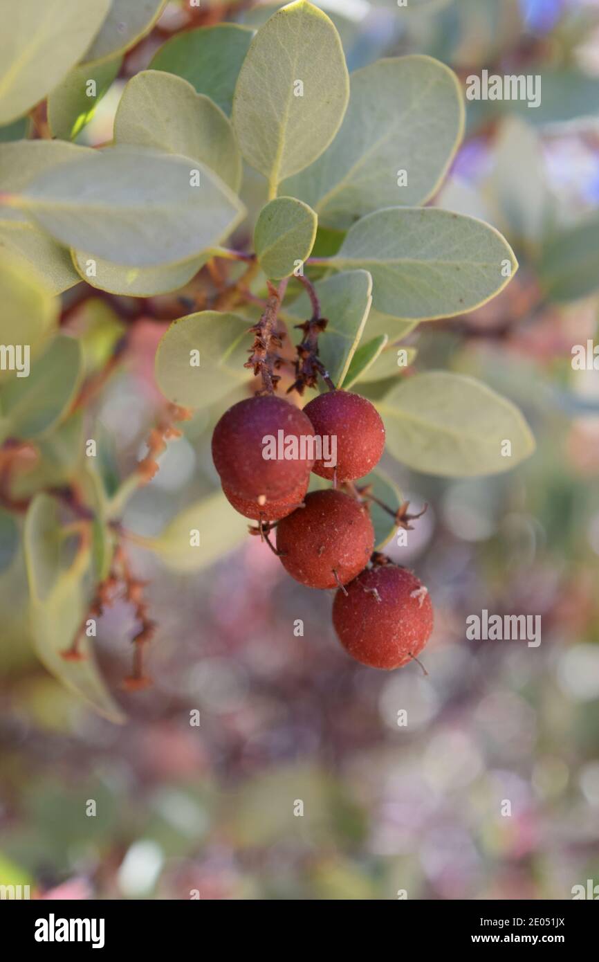 Manzanita (arctostaphylos sp.) che mostra frutta. Foto Stock