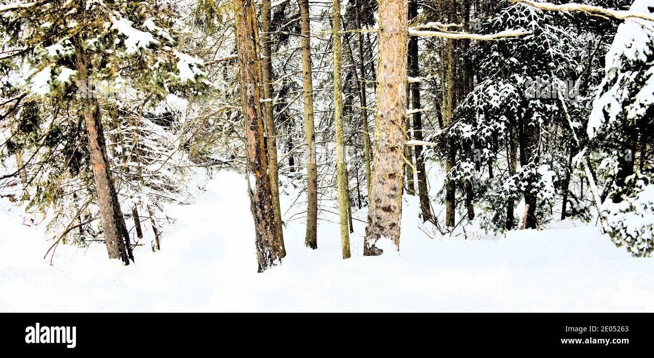 Rami Evergreen e tronchi di betulla ricoperti di neve in un giorno d'inverno. Foto Stock