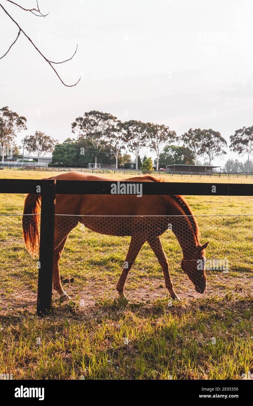 Cavalli avvistati in una fattoria. Sydney, Australia Foto Stock