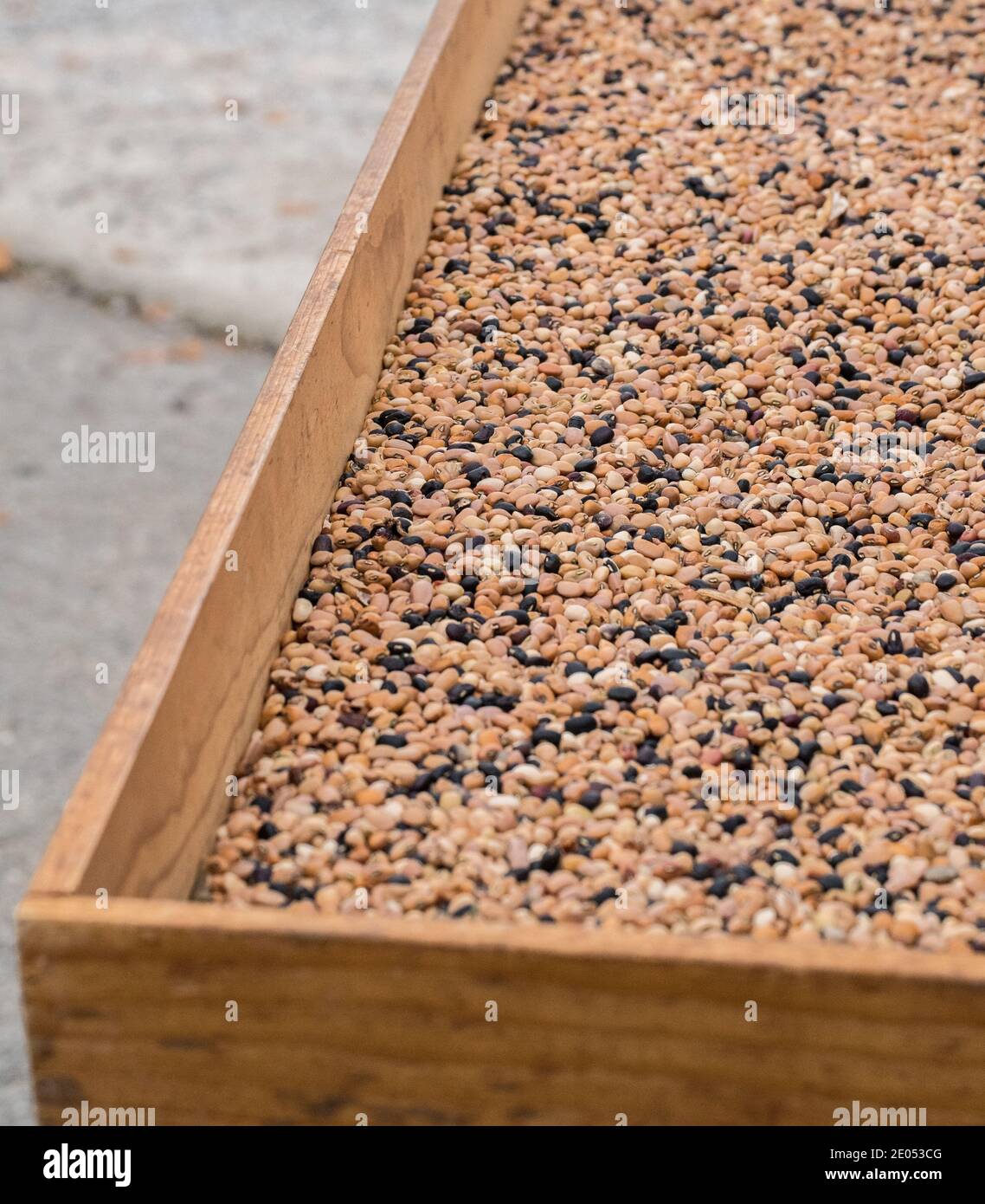 Fagioli neri, bianchi e pinto che si asciugano al sole dopo la raccolta dal giardino. Foto scattate in Italia, scena della vita in campagna Foto Stock