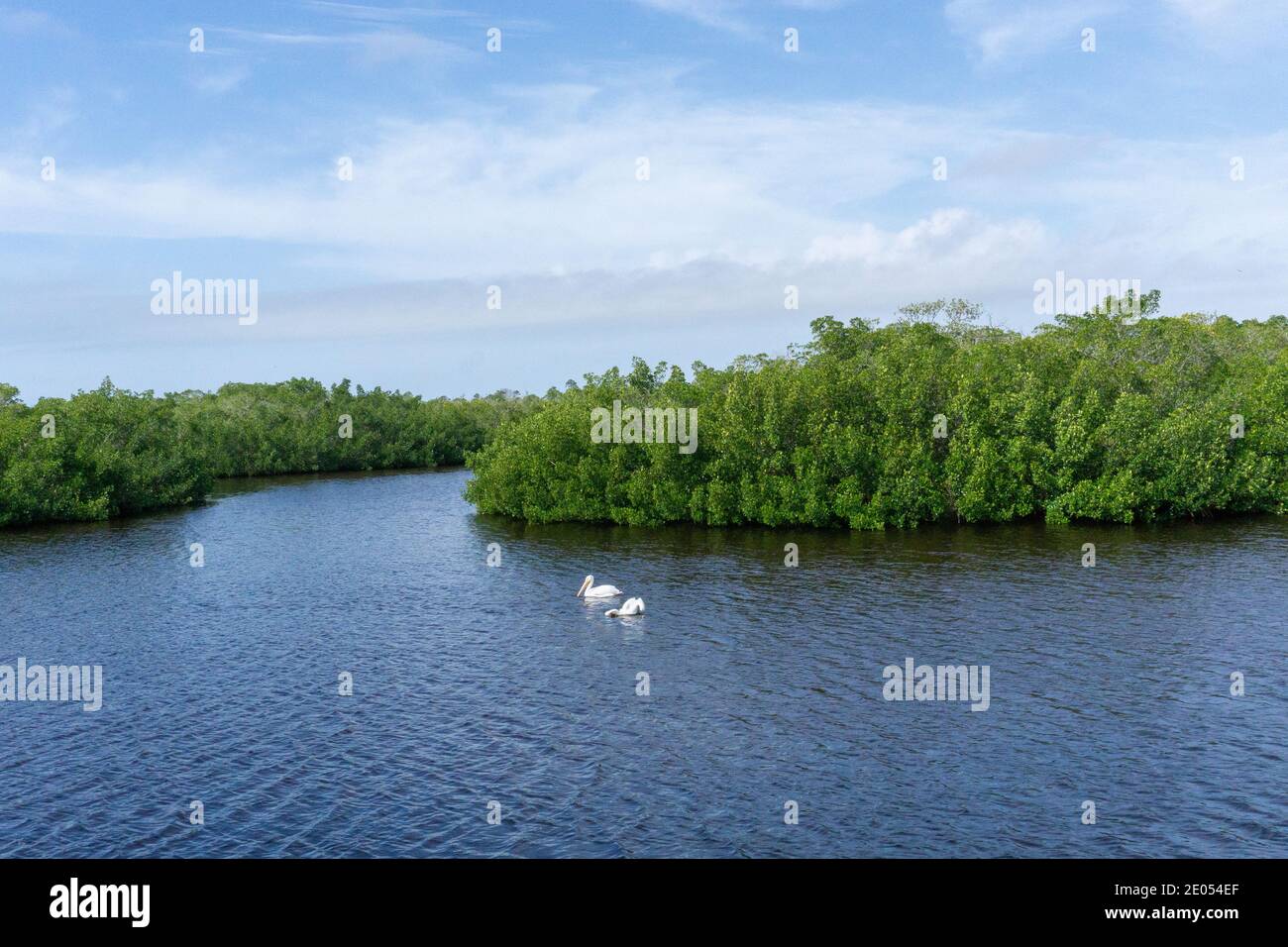 Pellicani nuotare nella costa del golfo della Florida Foto Stock