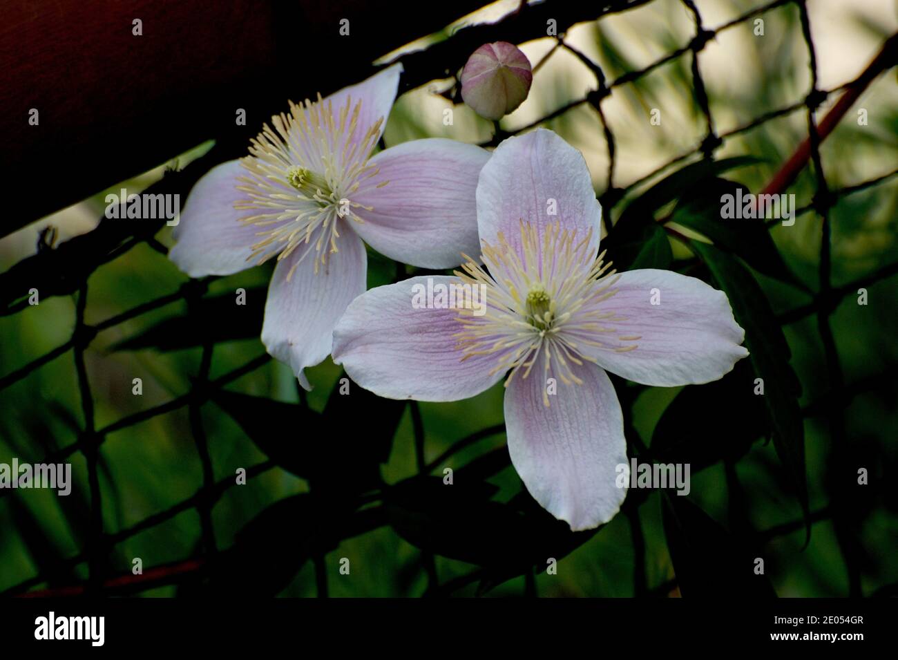 L'Australia ha una propria specie di Clematis - chiamata Clematis Aristata. Non così appariscente come le varietà coltivate in Europa, ma cresce selvaggiamente. Foto Stock