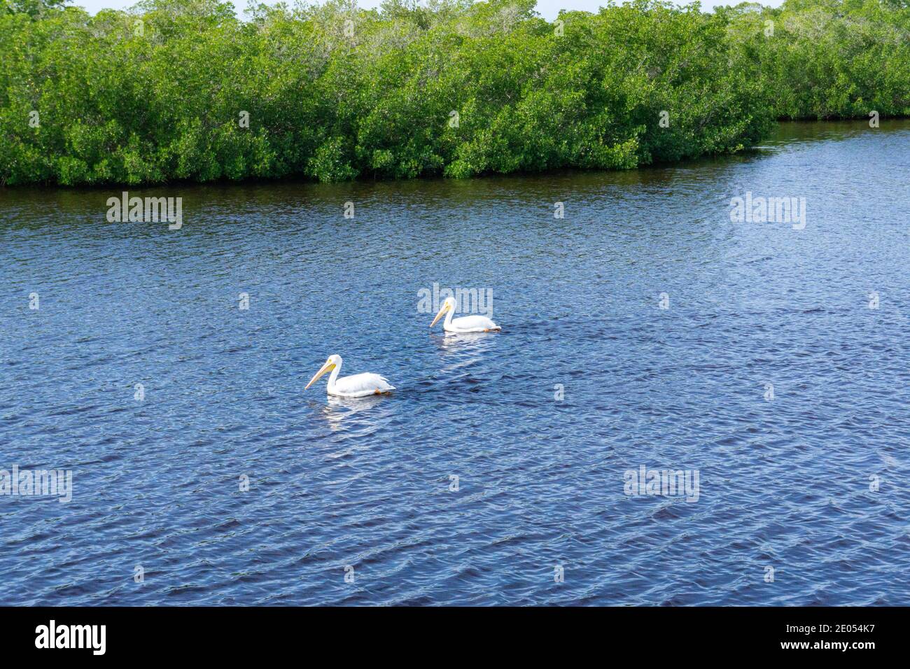 Due pellicani nuotano lungo la costa della Florida vicino a mangrovie Foto Stock