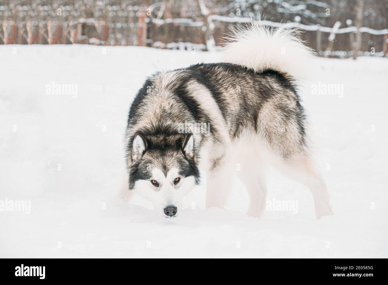 Alaskan Malamute Sniffing neve all'aperto. Stagione invernale Foto Stock