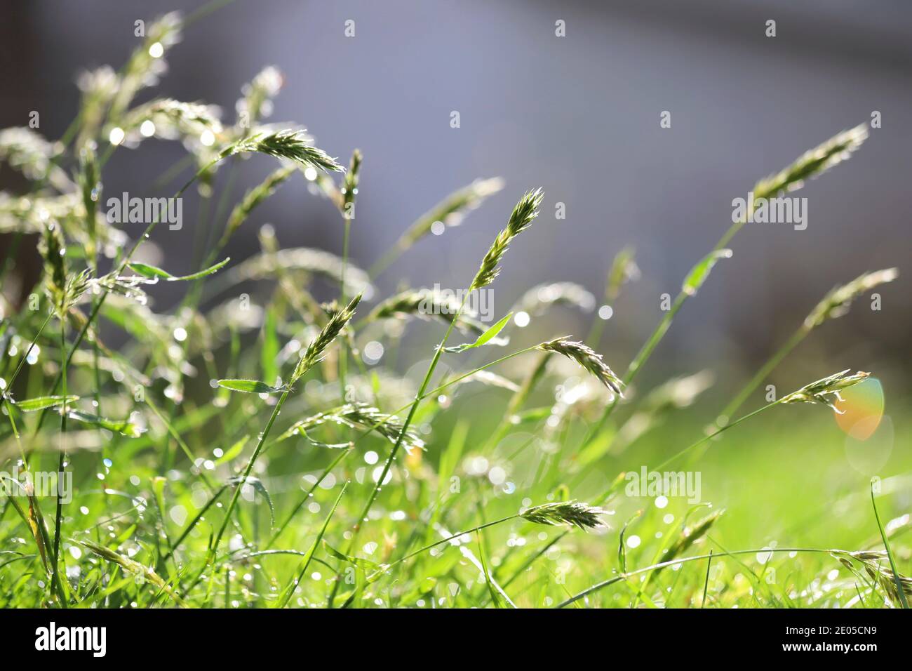 Goccioline di pioggia primaverile fresca pesano pesante sulle lame inclinate dell'erba alta mentre la luce del sole luccica sull'acqua cade. Foto Stock