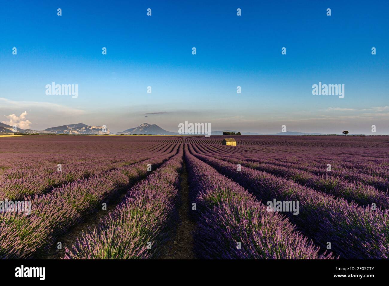 Vista del tramonto sui campi di lavanda di Valensole, Provenza, Francia Foto Stock