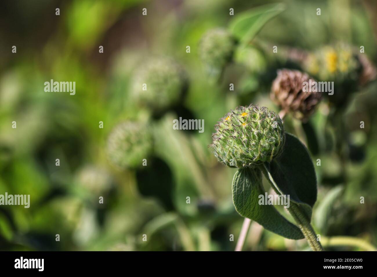 Una pianta comincia a fiorire in una serie di gemme verdi fluffy, circolari mentre la luce solare calda della molla cade su loro. Foto Stock