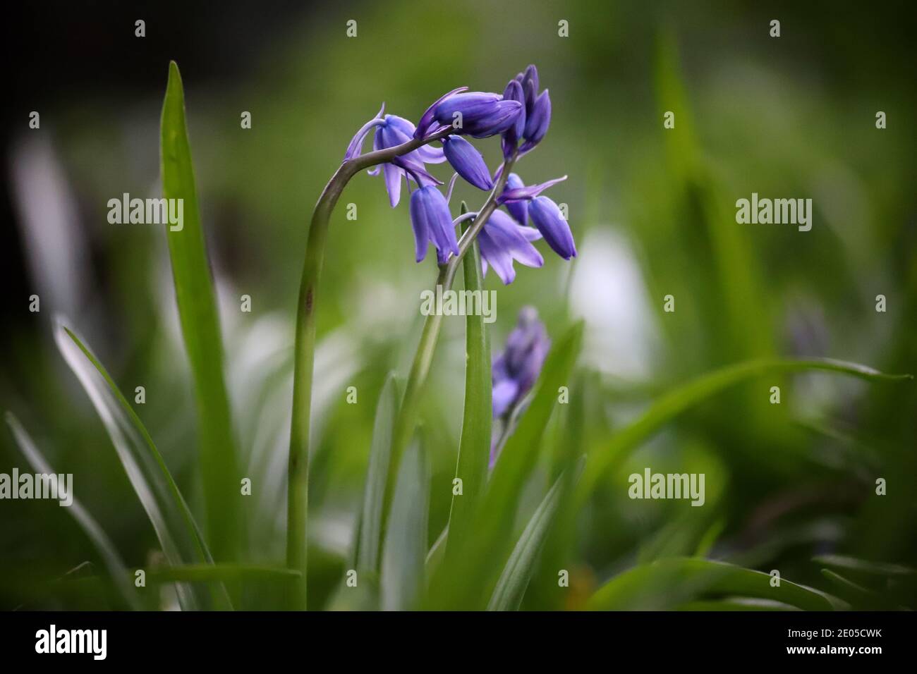 Un bel bluebell esplode attraverso grandi lame di erba ricca di colore verde. Foto Stock