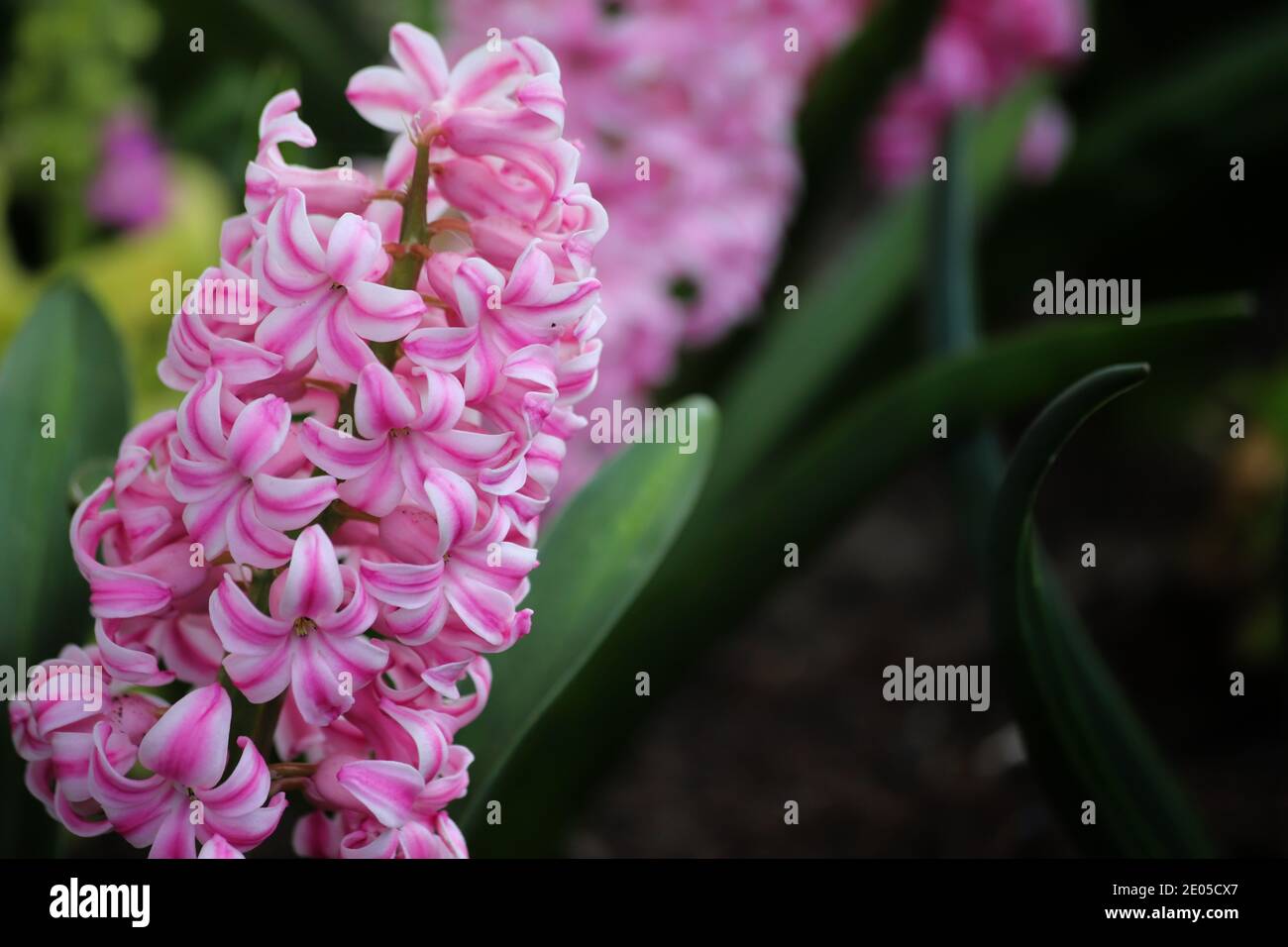 Giacinti rosa fioriscono in caldo sole primaverile nel parco di Poole. Foto Stock