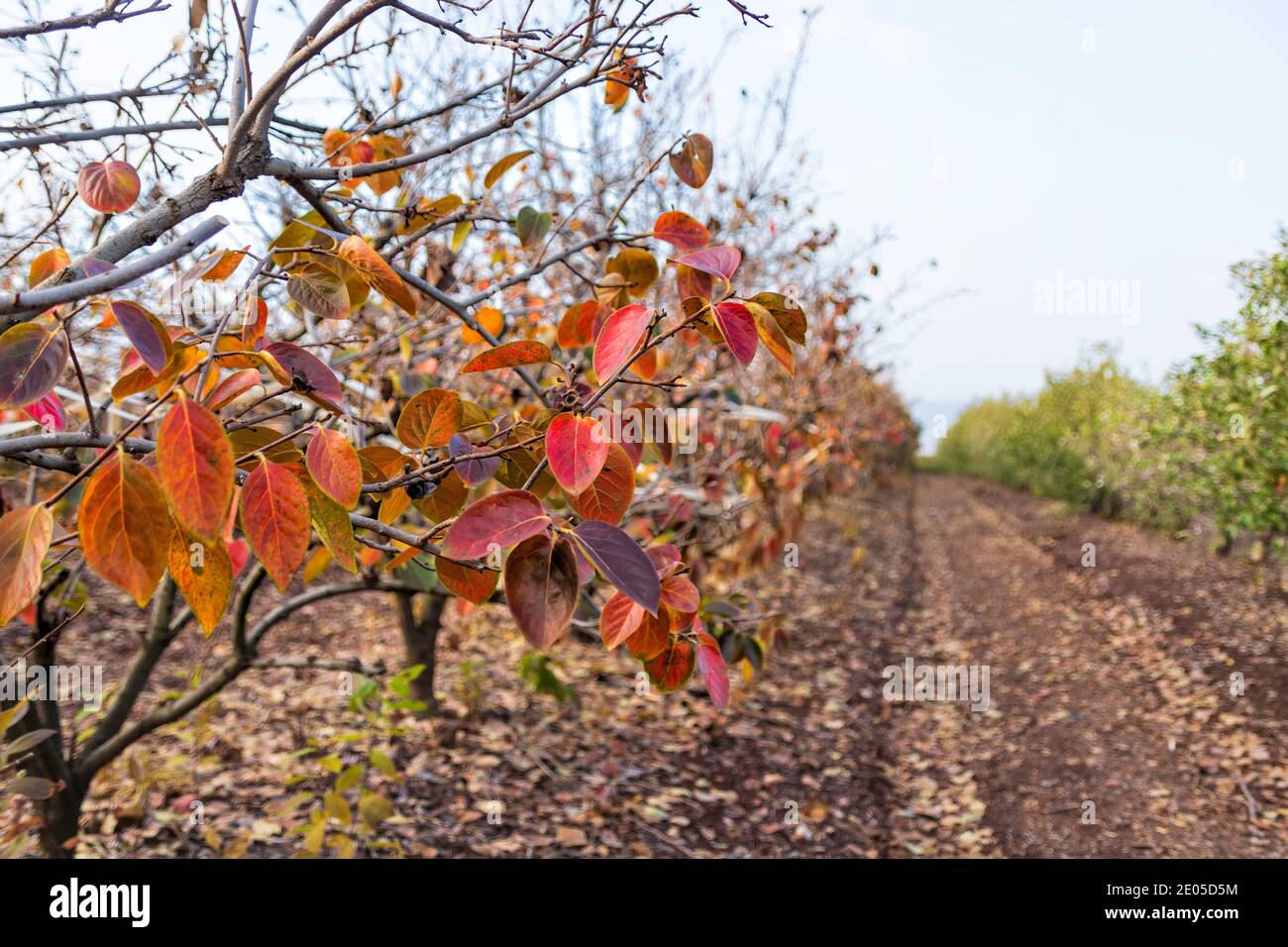 Foglie colorate di persimmon tree in autunno frutteto primo piano Foto Stock