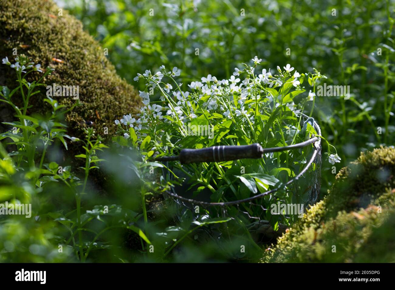 Bitteres-Schaumkraut-Ernte, Kräuterernte, Kräuter sammeln, Korb, Sammelkorb, Bitteres Schaumkraut, Bitter-Schaumkraut, Falsche Brunnenkresse, Bitter-S. Foto Stock